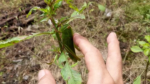 Touching Grasshopper Stock Footage 237154841
