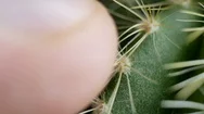 Touching Green Cactus With Needles Stock Footage