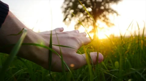 Hand Touching Grass Stock Video Footage for Free Download