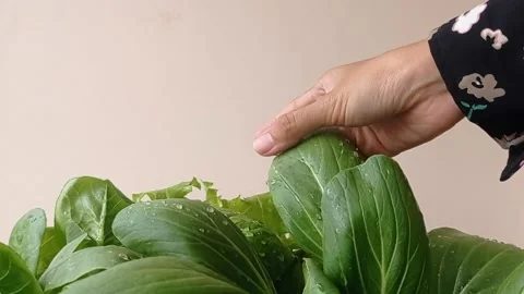 Touching a green leaf to make  a salad Stock Footage 146257092