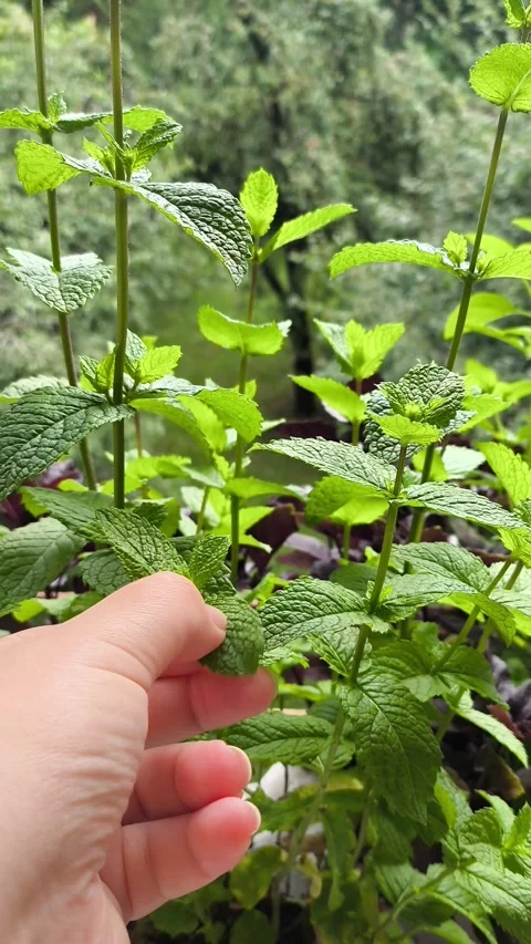 Touching green mint plant. Natural organic gardening scene Stock Footage 344728675