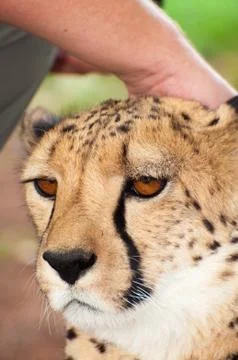 Touching the head of a Chitah Stock Photos