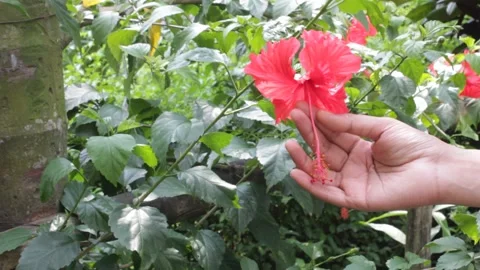 Touching a Hibiscus flower 스톡 동영상 140522733