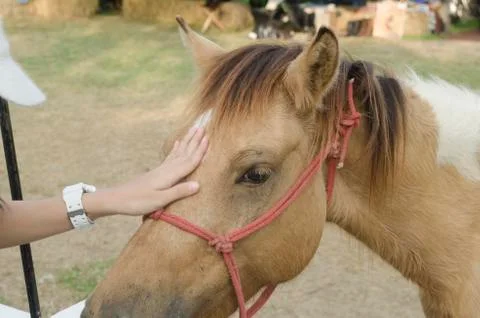 Touching the horse Stock Photos