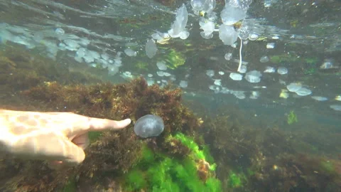 Touching a jellyfish underwater Stock Footage 99939545