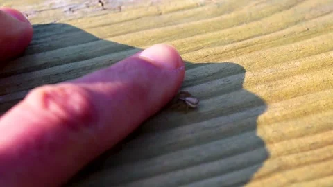 Touching a jumping spider in attack position in Belarus. Stock Footage 315281004