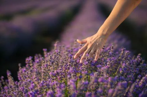 Touching the lavender Stock Photos