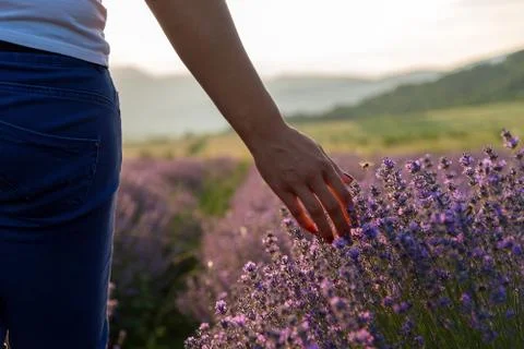 Touching the lavender Stock Photos