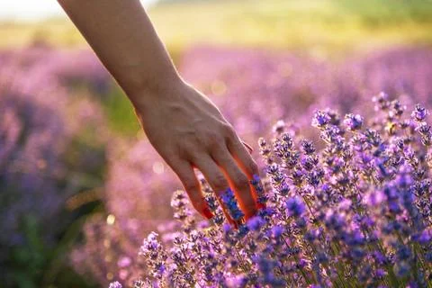 Touching the lavender. Stock Photos