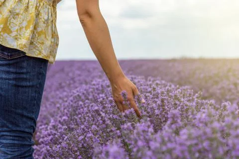 Touching the lavender. Stock Photos