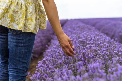 Touching the lavender. Stock Photos