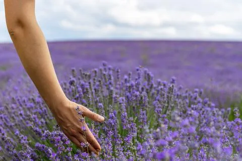 Touching the lavender. Stock Photos