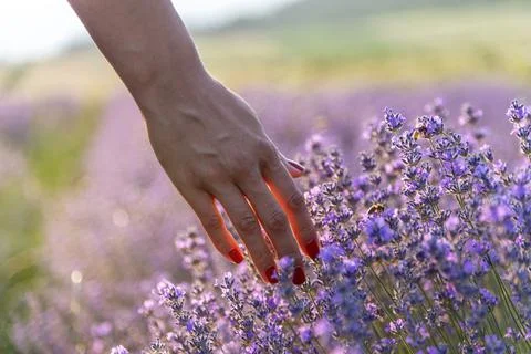 Touching the lavender. Stock Photos