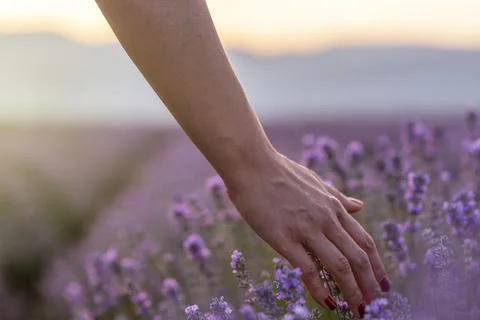 Touching the lavender. Stock Photos