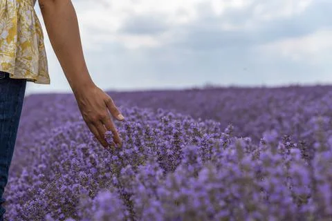 Touching the lavender. Stock Photos