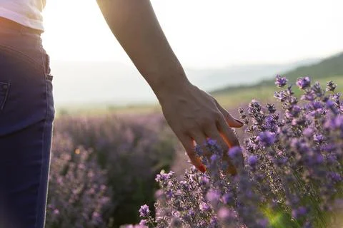Touching the lavender. Stock Photos
