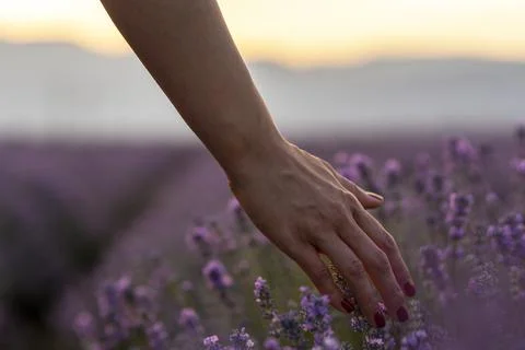 Touching the lavender. Stock Photos