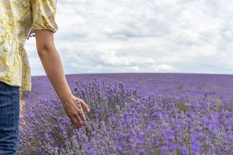 Touching the lavender. Stock Photos