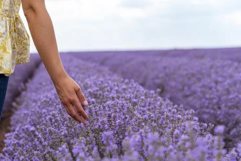 Touching the lavender. Stock Photos