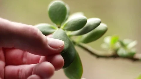 Touching a leaf of the home plant Stock Footage 73514007
