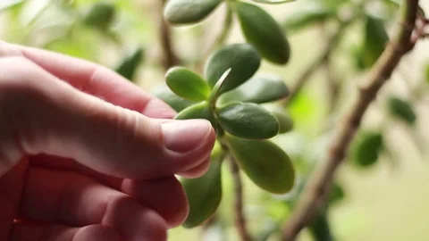 Touching leaves of the home plant Vídeo Stock 73514031