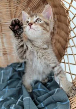 Touching little grey kitten, british cat feline young Stock Photos