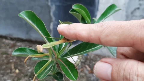 Touching Mantis Stock Footage 237154804