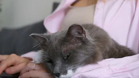 A touching moment between a pet and its owner. A fluffy grey cat kisses its Video stock 218619530