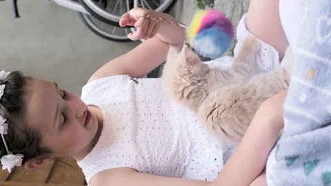 A touching moment between pet and its owner. A fluffy beige kittens kisses its Stock Footage 221523027