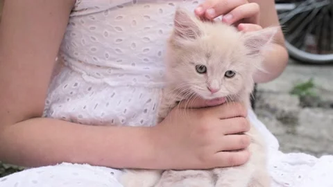 A touching moment between pet and its owner. A fluffy beige kittens kisses its Stock Footage 222652835