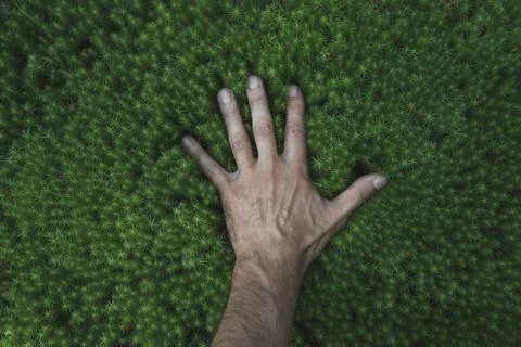 Touching moss with hand. Point of view Stock Photos
