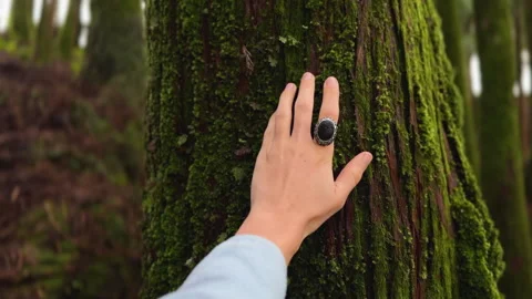 Touching Moss on Tree, Horizontal Video Azores Stock Footage 315893876