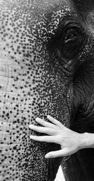 Touching Nature Stock Photos