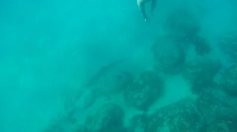 Touching Nurse Sharks Stock Footage 7138085