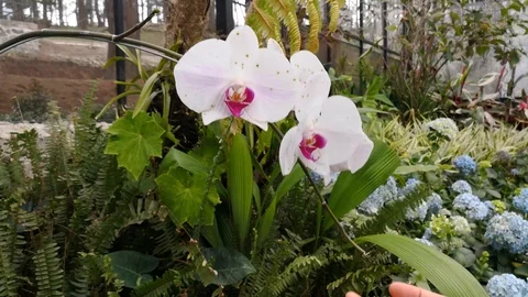 Touching the orchid flower.    Video stock 95098462