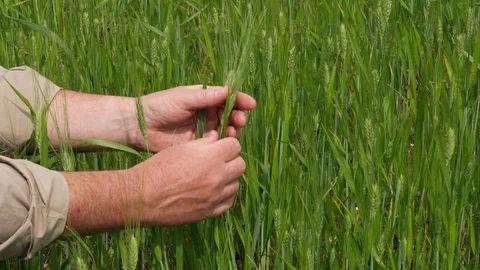 Touching, Part Of, Human Hand, Outdoors, Day, Agriculture, Expertise, Caucasian Stock-Footage 94049026