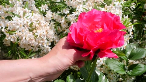 Touching peony 2 Stock Footage 130210442