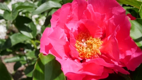 Touching peony Stock Footage 130210457