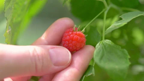 Touching raspberry grows in the garden in 4k slow motion 60fps Stock Footage 162160083