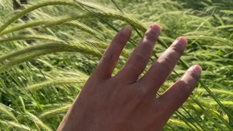 Touching the reeds by hand Stock Footage 242988902