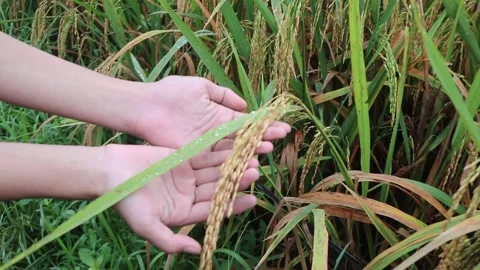 Touching rice as a campaign for the food security movement Vídeos de archivo 304302471