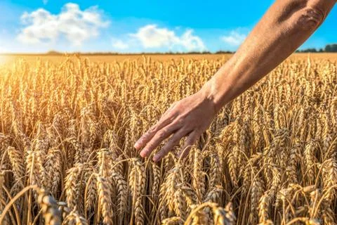 Touching ripe wheat Stock Photos