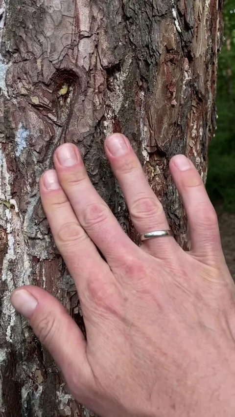 Touching rough reddish bark with wedding ring in forest setting Stock Footage 335355104