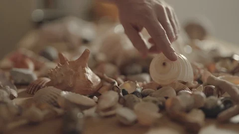 Touching a Seashells Stock Footage 93068661