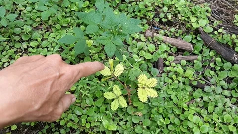 Touching the Shameplant Stock Footage 237754652