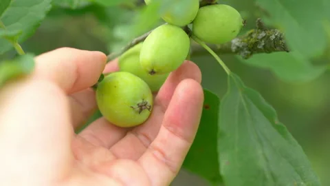 Touching small apples in the orchard in 4k slow motion 60fps Stock Footage 162155734