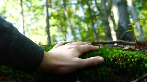 Touching Soft Moss in the Forest Stock Footage 287850928