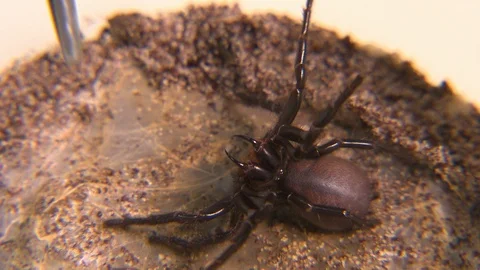 Touching Sydney Funnel-Web Spider With Tweezers Video stock 112325940