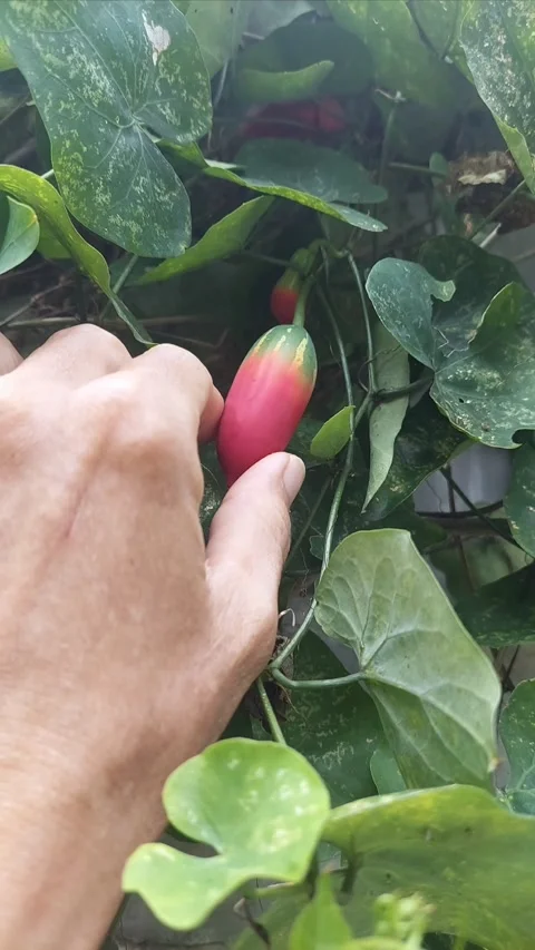 Touching Tiny Fruit Stock Footage 297603189