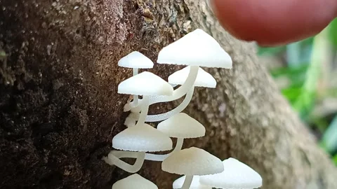 Touching Tiny Mycena Mushroom Colony in Tropical Rainforest Macro Video Vídeos de archivo 335583304